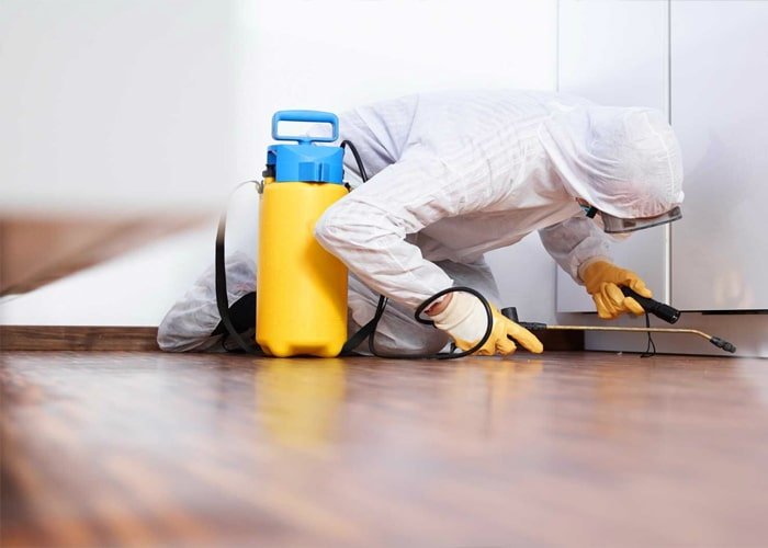 Pest Control Service in Abu Dhabi